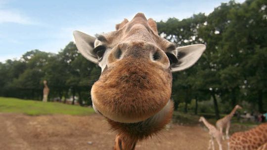 Zamojskie ZOO zbuduje żyrafiarnię