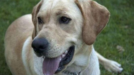 Zamość: Będzie czipowanie psów i kotów?