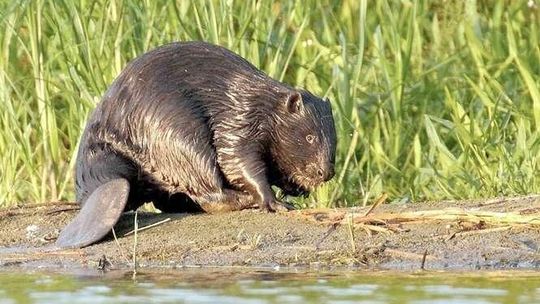 Zamość, Biłgoraj: Bobry niszczą, człowiek naprawia