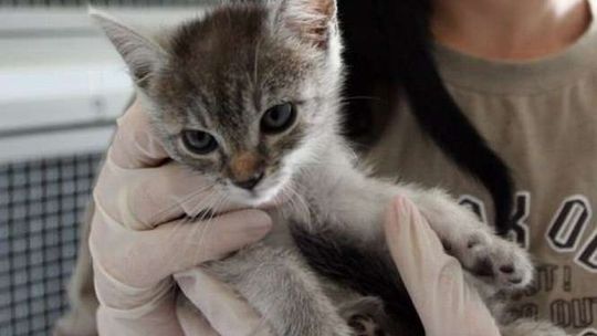 Zamość: Budują dom dla kotów bez domu 