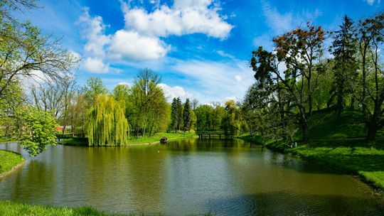 Zamość. Dopieszczą korony pomnikom przyrody