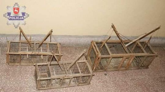 Zamość: Łapał ptaki dla przyjemności, grozi mu 5 lat więzienia