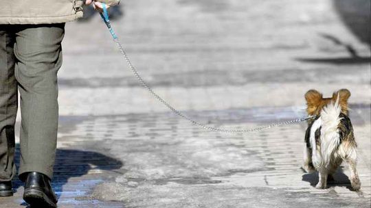 Zamość ma być czysty od psich kup