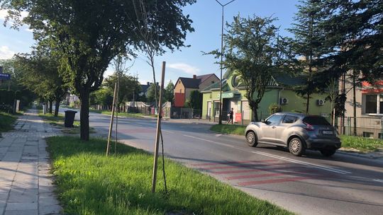 Zamość miastem uschłych drzewek? Taki los spotkał co dziesiąte