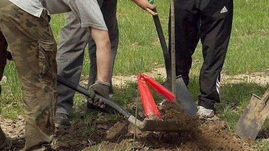 Zamość: Miasto sadzi drzewa