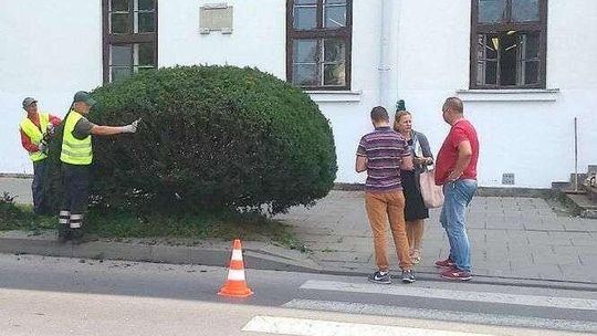 Zamość: Na razie przycinają, ale chcą całkiem wyciąć