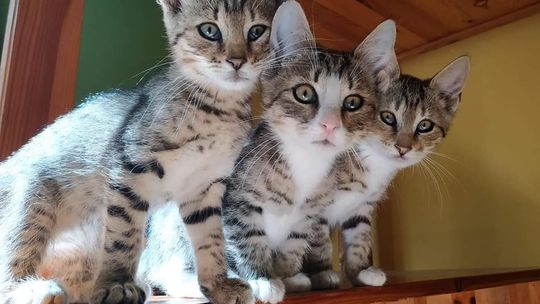 Zamość napełnia miski! Potrzebne wsparcie dla opiekunów bezdomnych zwierząt  