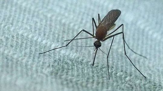 Zamość: Odkomarzanie będzie, ale później