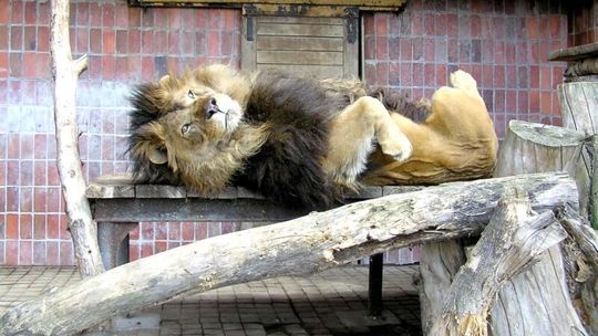 Zamość: Pokaż najzabawniejsze zdjęcie z ZOO