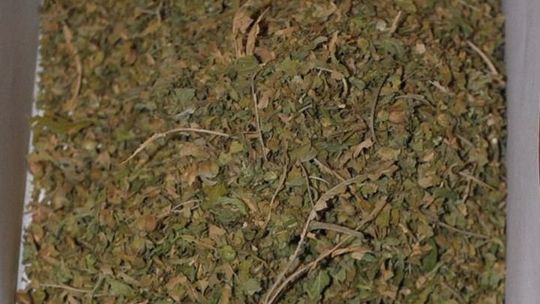 Zamość: Policjanci dostali informację o marihuanie w garażu