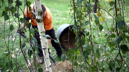 Zamość: Posadzą nowe drzewa