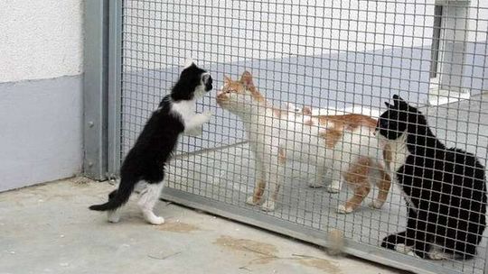 Zamość: Schronisko dla kotów jeszcze w tym roku