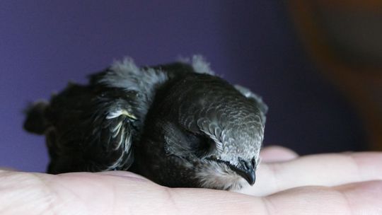 Zamość stawia na jerzyki. Na sesji było o pladze komarów i braku odkomarzania 