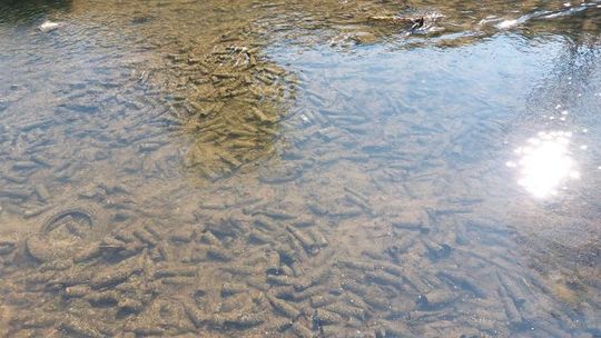 Zamość: Susza obniżyła poziom wody w Łabuńce i odsłoniła tony śmieci. Będzie wielkie sprzątanie