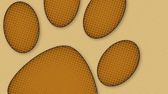 Zamość: Szczeniaki (prawie) za darmo