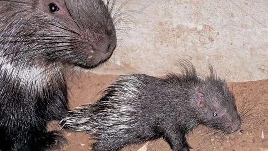 Zamość: Urodziny w ZOO. Jeżozwierz przyszedł na świat