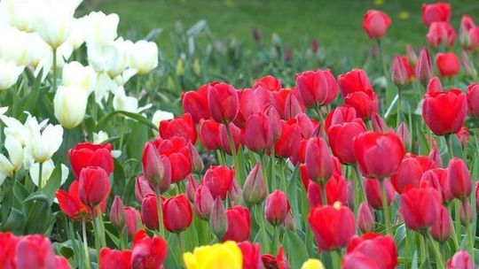 Zamość: W parku będzie łąka