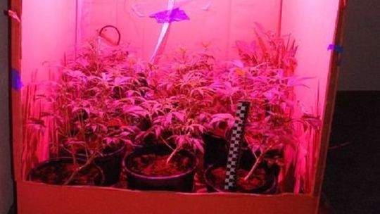 Zamość: W ręce policji wpadł domowy plantator konopi