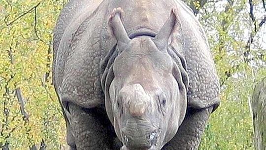 Zamość: W zoo zamieszkają nosorożce indyjskie