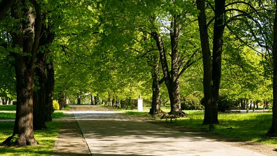 Zamość walczy z suszą i ogranicza koszenie. W pięknym parku miejskim też [zdjęcia]