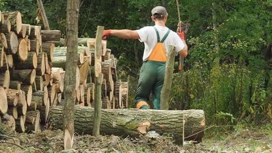Zamość: Wytną kilkadziesiąt drzew