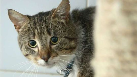 Zamość. Złapią kota, odrobaczą i odwiozą