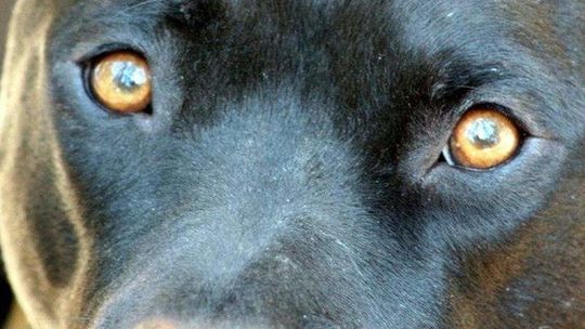 Zamość: Zostawił psa w aucie i poszedł na zakupy