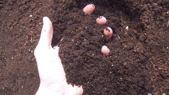 Zamówili przez Internet tytoń. Dostali ziemię