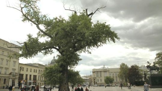 Zanim usuniecie Baobab: List Czytelnika do władz Lublina