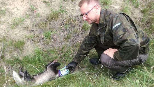 Zanim wyrzucisz śmieci w lesie zobacz zdjęcie tego borsuka. Uratował go leśniczy