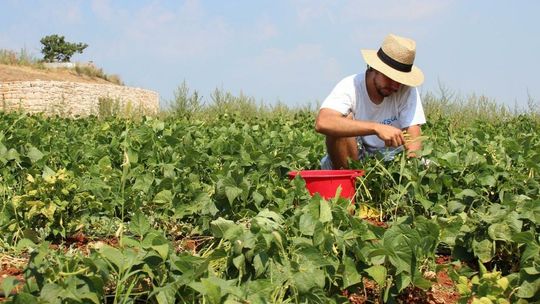 Zanim wyślesz CV i spakujesz walizkę. Jak sprawdzić ofertę pracy za granicą?