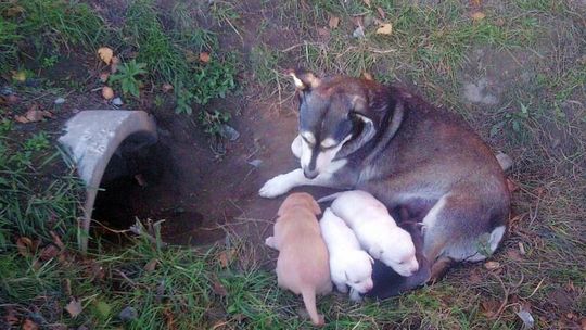 Zaopiekował się psią rodziną, gmina zaoszczędzi 10 tys. zł