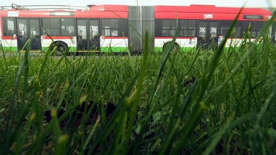 Zarasta kawał Lublina. Kiedy wykoszą trawniki?