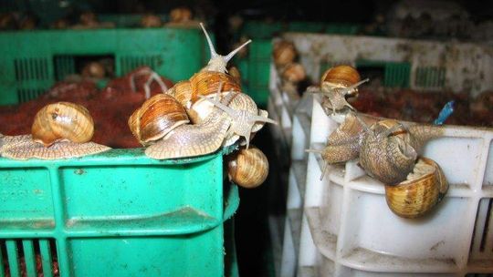 Zarobić na ślimakach. 2 zł za kilogram winniczków