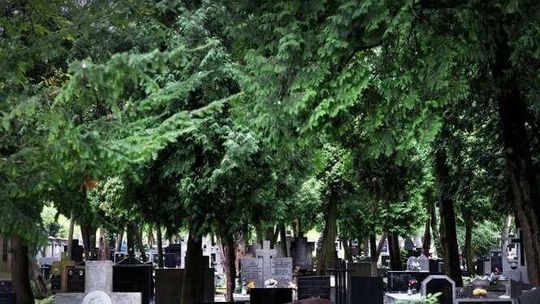 Zarządca cmentarza przy ul. Lipowej chce wyciąć prawie 200 drzew