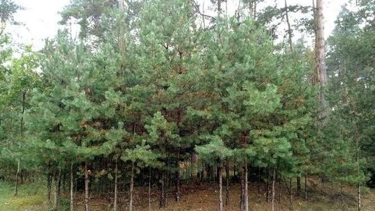 Zasadź sobie las, możesz dostać dofinansowanie