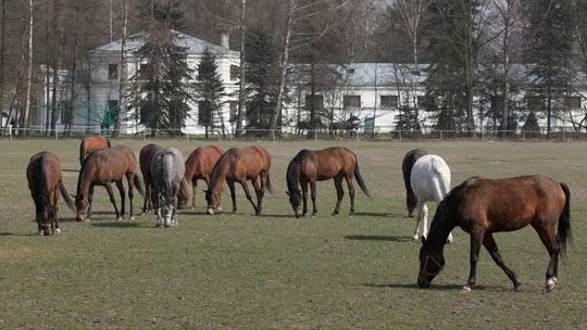 Zaskakująca promocja na ogiery w stadninie w Janowie. "Ukłon w stronę hodowców"