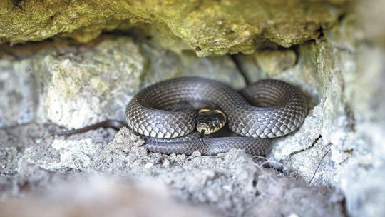 Zaskrońce zmalały i się zrównały. Jakie to może mieć konsekwencje?