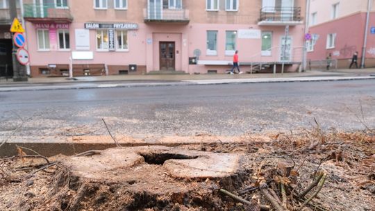 Zastępca prezydenta obiecywał, że stara lipa z Lipowej zostanie. Już jej nie ma, a kolejne drzewa też znikną