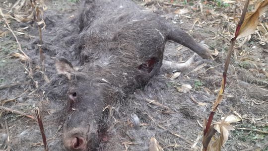 Zastrzelił chronionego łosia dla zabawy?