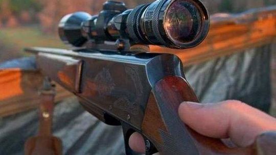 Zastrzelił kota sąsiada, bo go denerwował