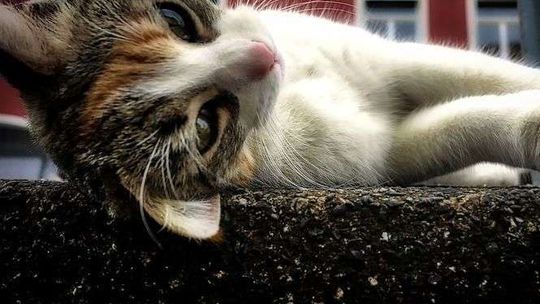 Zastrzelił kota sąsiadki. Twierdził, że zagryzł go pies