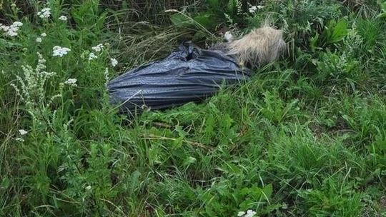 Zatłukli i powiesili psa. Dostali dozór policyjny. Staną przed sądem