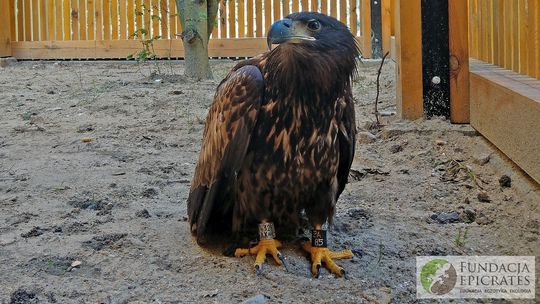 Zatruty bielik był w bardzo ciężkim stanie. Wraca już do zdrowia