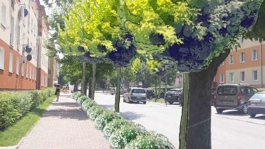 Zazieleni się w Kraśniku. Gdzie będą nasadzenia drzew i krzewów?
