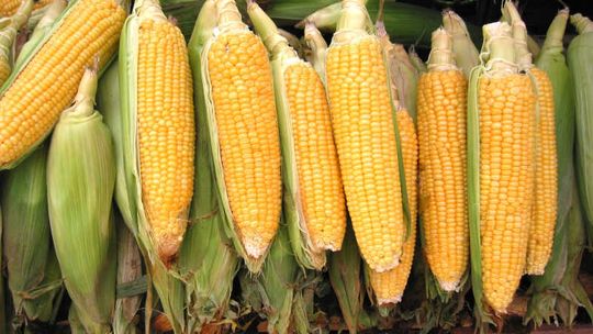 Zbadaj kukurydzę, zanim wysiejesz