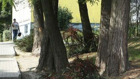 Zbadają drzewa w Zamościu