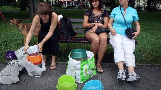 Zbierali psie miski, żeby pomóc czworonogom w upalne dni (zdjęcia)
