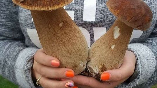 Zbierasz grzyby? Lepiej je sprawdź