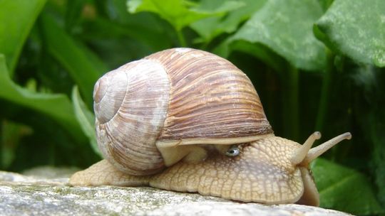 Zbiór ślimaków winniczków rusza w piątek